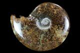 Polished, Agatized Ammonite (Cleoniceras) - Madagascar #97267-1